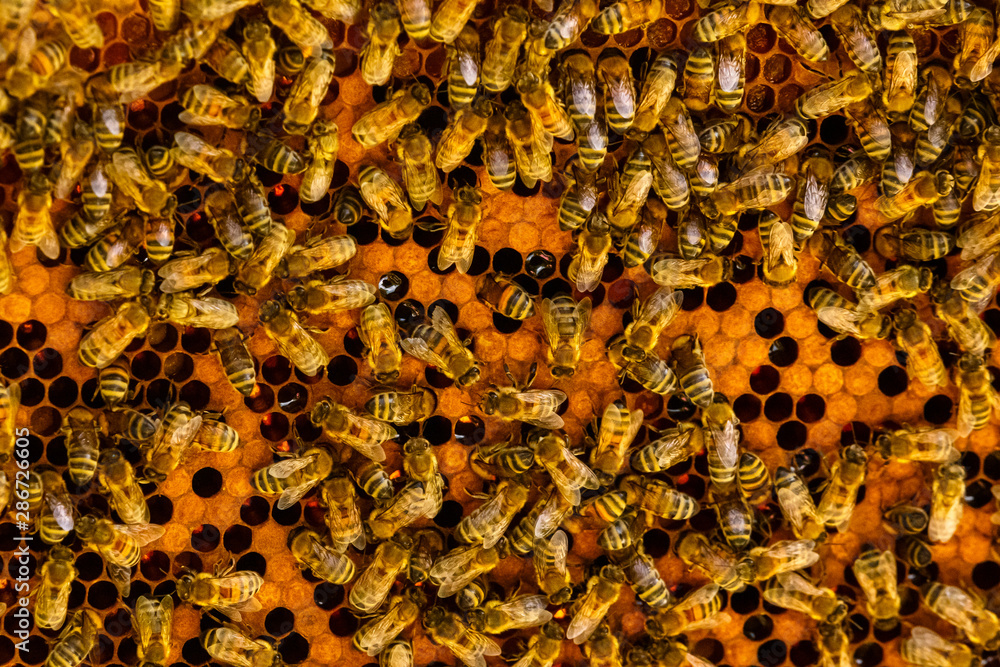 Bee farm, honeycomb, bees nesting in the farm. Bee farm, honeycomb, bees nesting in the farm.