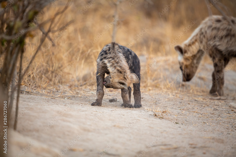 Hyaena cubs around a density playing around. Hyaena cubs around a density playing around.