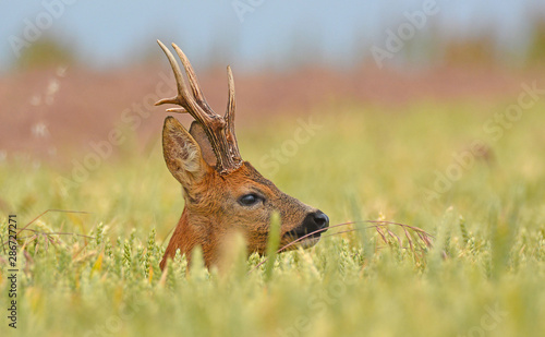quand la tête dépasse du blé 