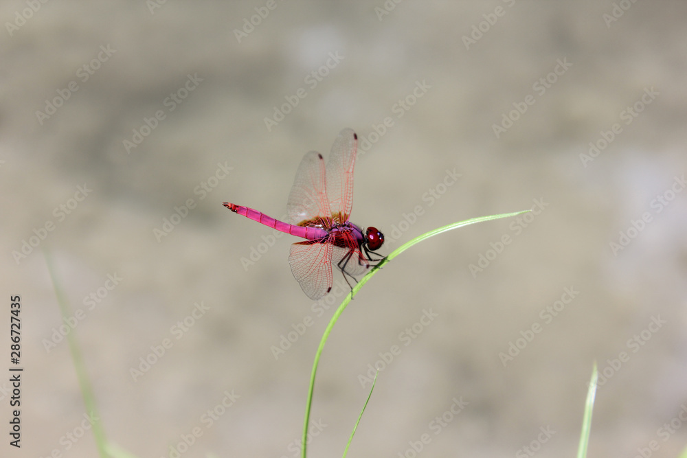 red dragonfly macro photo, Amazing closeup of dragonfly resting on the grass top in the nature. red dragonfly macro photo, Amazing closeup of dragonfly resting on the grass top in the nature.
