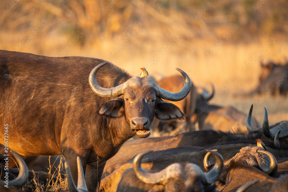 Buffalo herd resting inn the early morning sun light after a night of feeding. Buffalo herd resting inn the early morning sun light after a night of feeding.