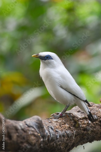Bali sterling also known as The Bali Myna bird © DS light photography