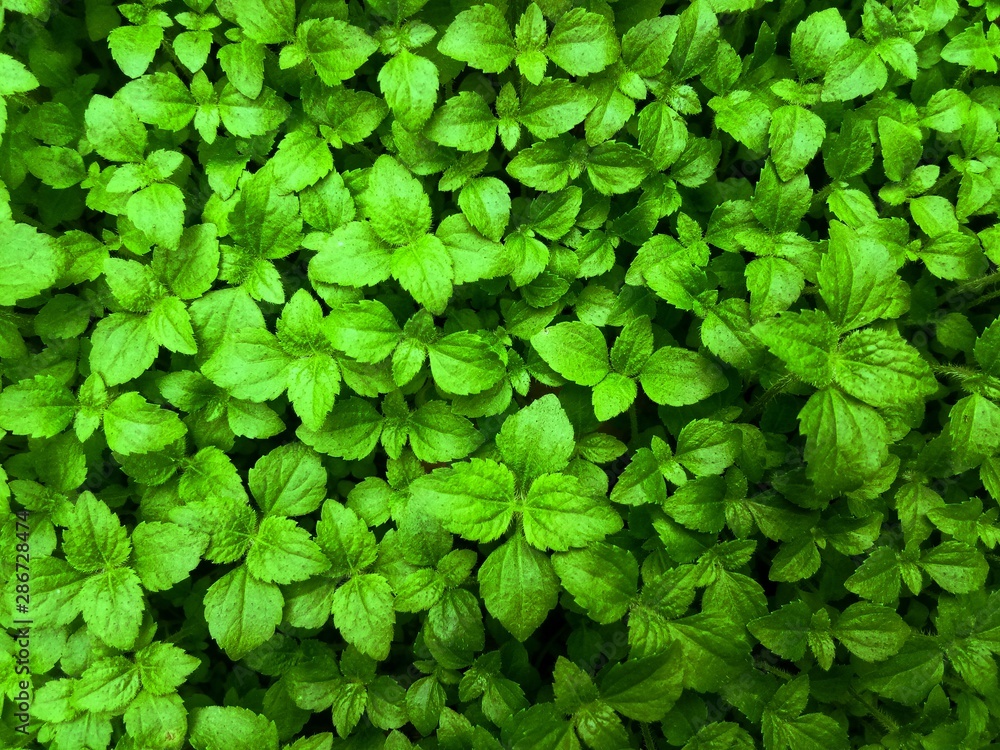 Obraz premium background of green leaves