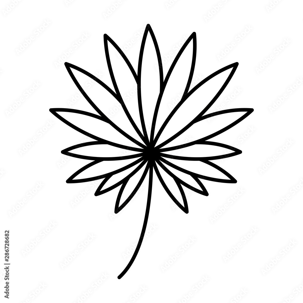 exotic and tropical leaf plant exotic and tropical leaf plant