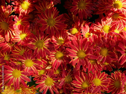 Selective focus of fresh yellow red chrysanthemum flowers in bright sunlight © OleCNX