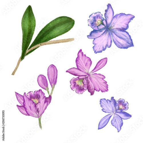 Tropical orchids flowers set. Purple, pink, blue orchids and leaves hand drawn vintage illustration 