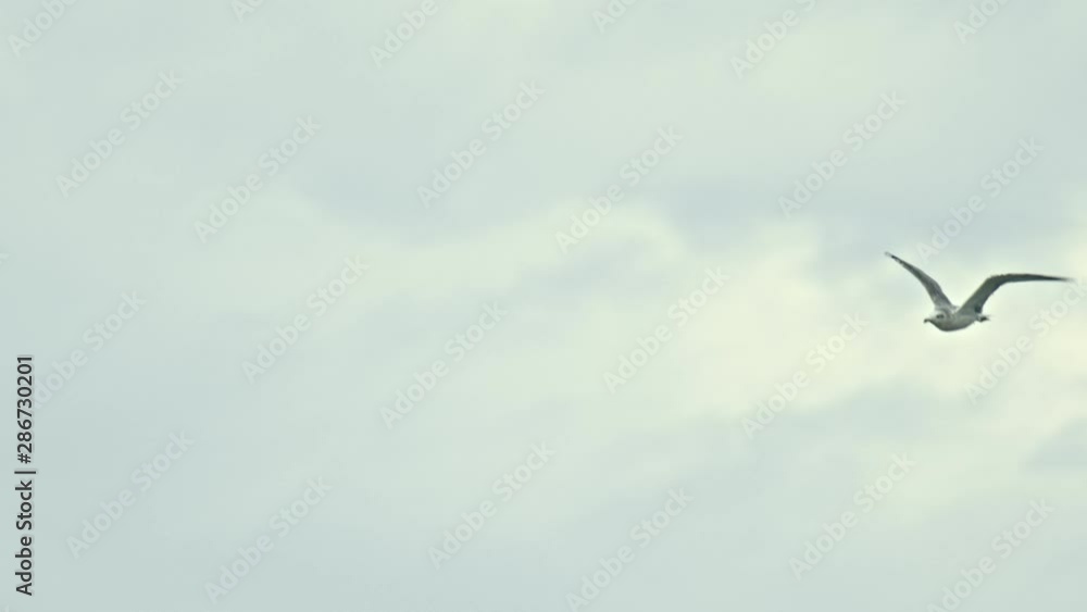 A lonely seagull flying in the cloudy sky A lonely seagull flying in the cloudy sky