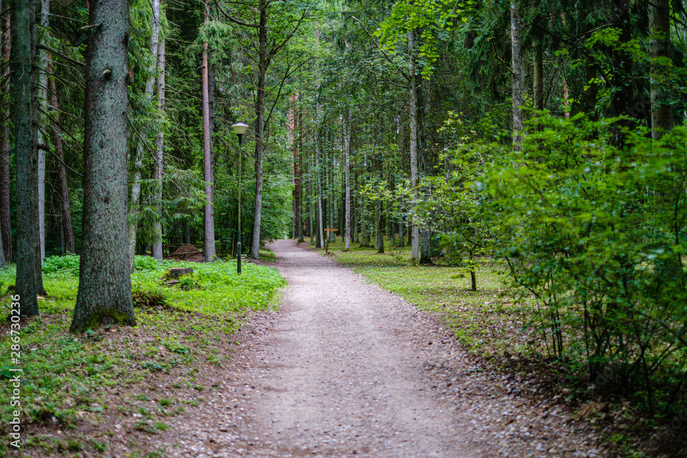 wavy gravel road in green summer forest wavy gravel road in green summer forest