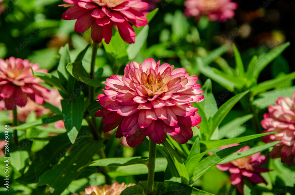 Fototapeta premium pink flower in the garden
