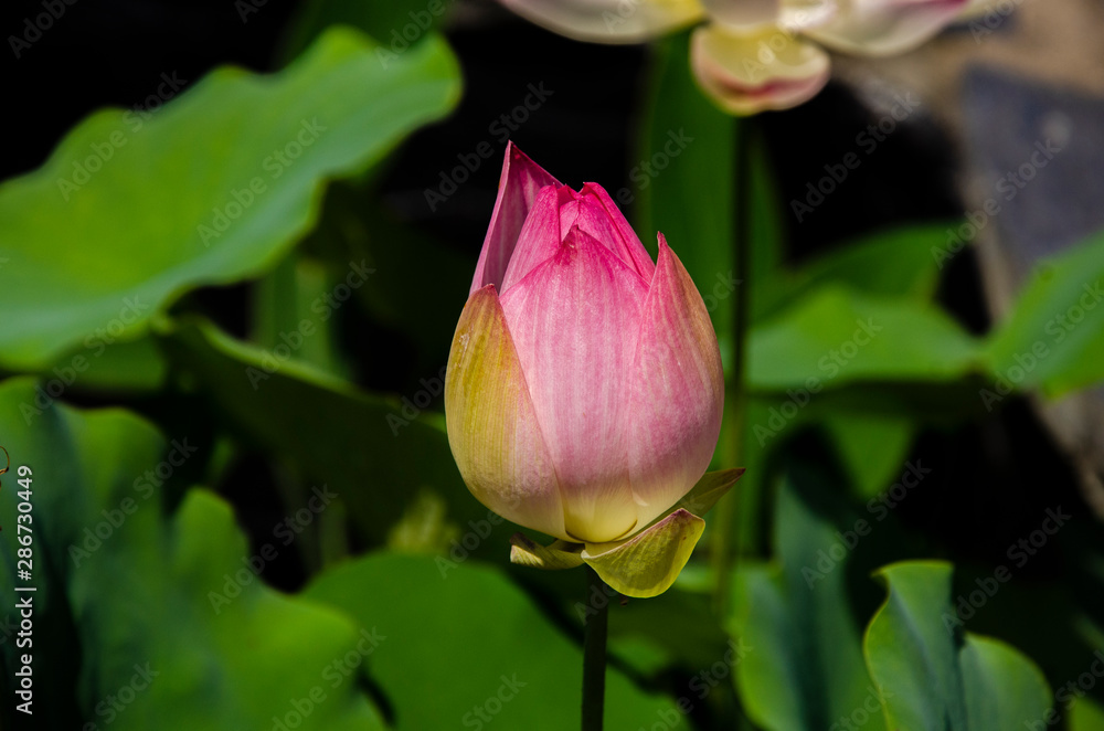 pink lotus flower in garden pink lotus flower in garden