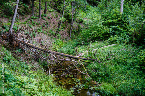 old dry broken tree trunks and stomps in forest