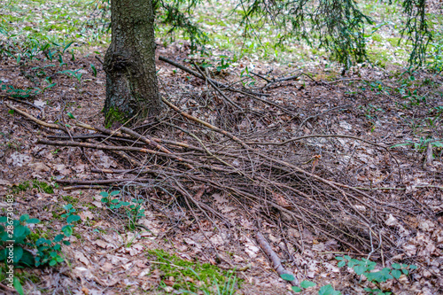 old dry broken tree trunks and stomps in forest