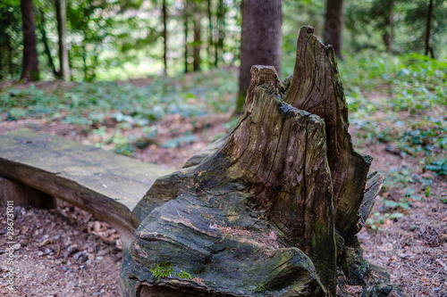 old dry broken tree trunks and stomps in forest