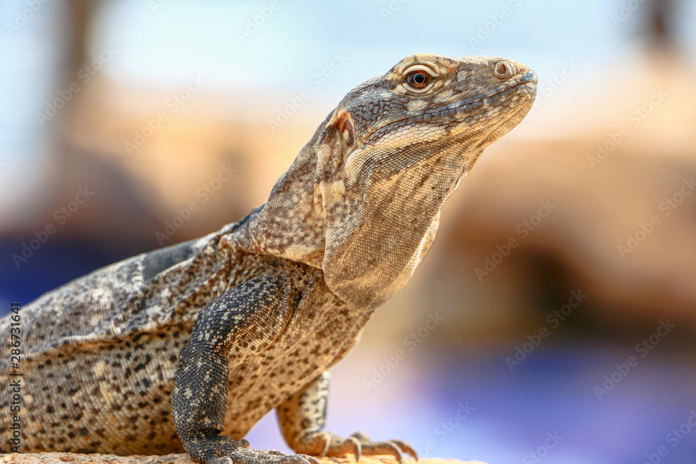 Fototapeta premium Iguana en Cabo San Lucas