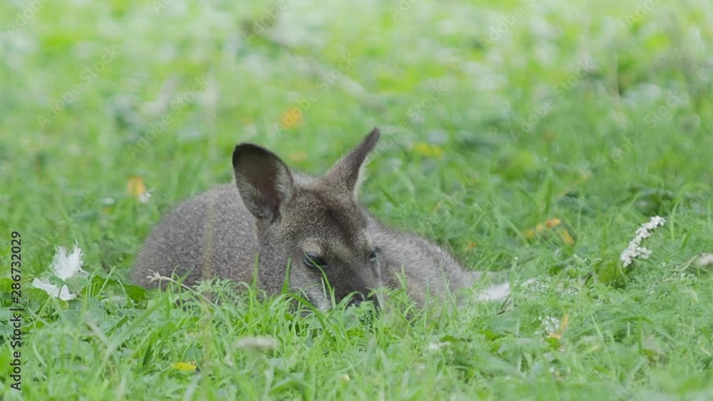 Bennett's tree-kangaroo lying on grass. Dendrolagus bennettianus grazing in the meadow. Bennett's tree-kangaroo lying on grass. Dendrolagus bennettianus grazing in the meadow.