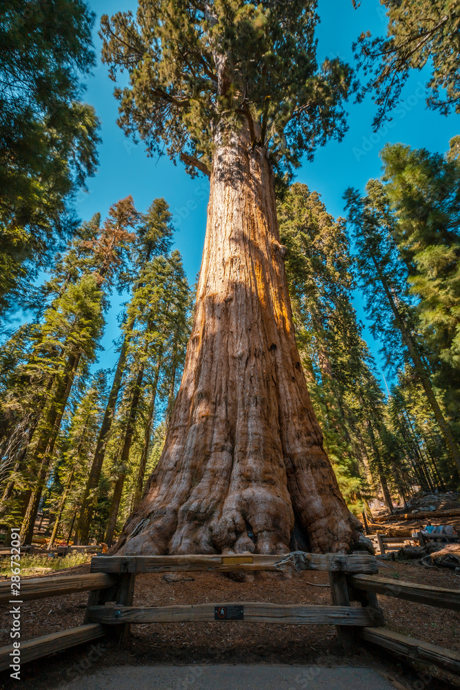 The giant tree General Sherman Tree in Sequoia National Park, California. United States