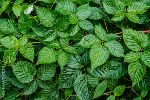 green fresh foliage. tree leaf in summer day in sunlight. abstract pattern