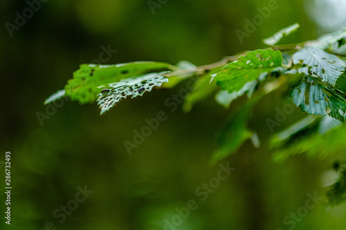 green fresh foliage. tree leaf in summer day in sunlight. abstract pattern