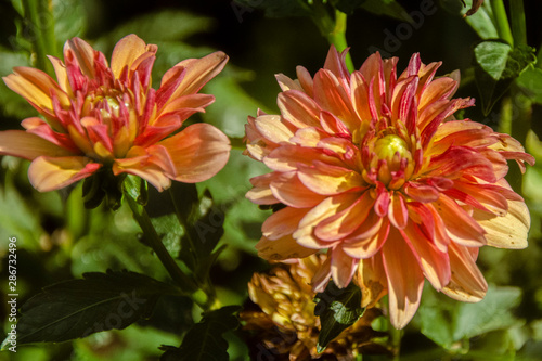 red flower in the garden