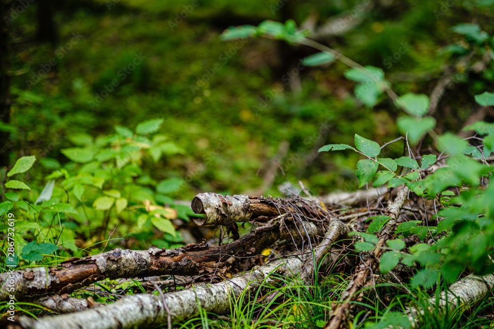 old dry broken tree trunks and stomps in forest old dry broken tree trunks and stomps in forest