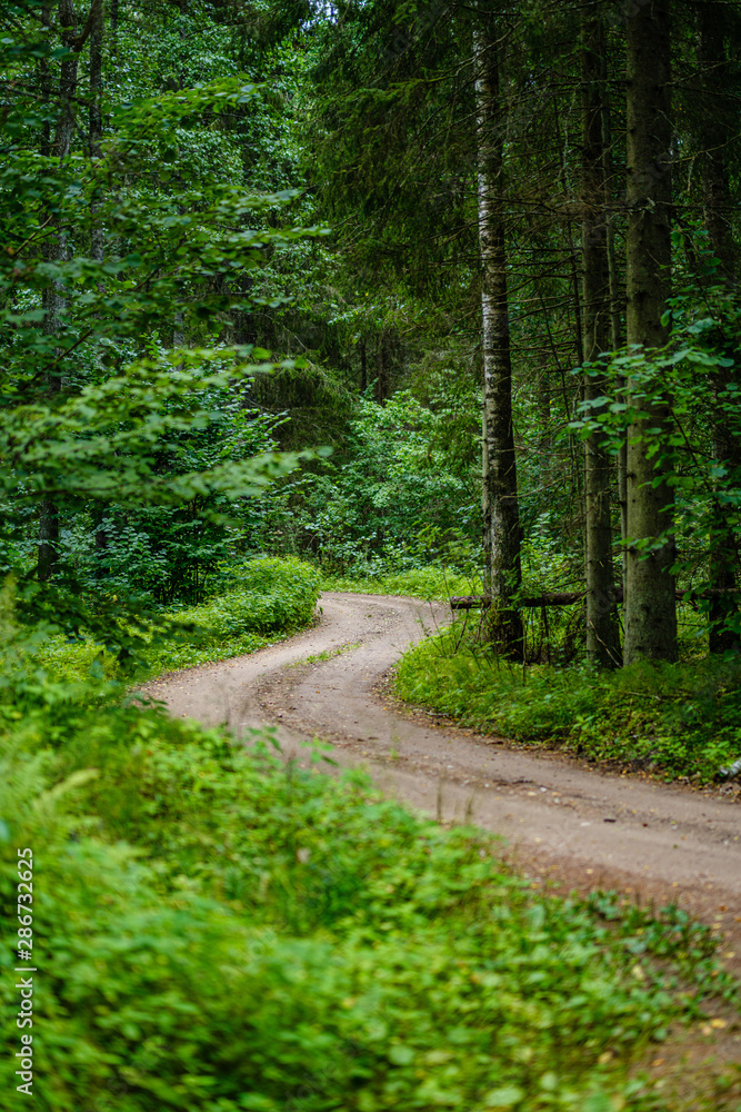 wavy gravel road in green summer forest wavy gravel road in green summer forest