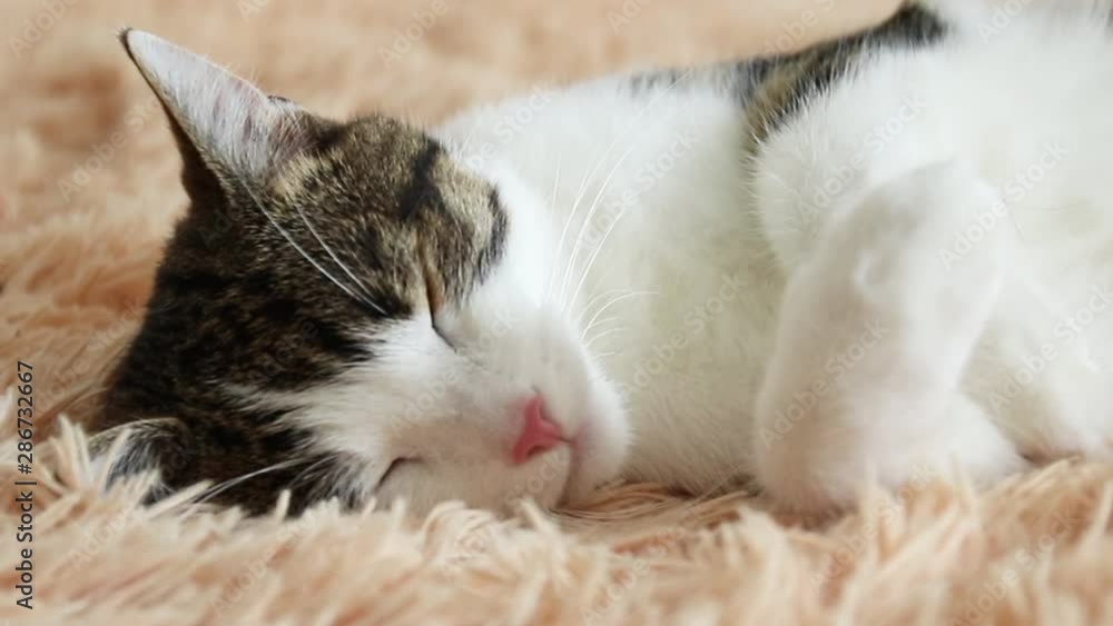 Closeup of beautiful fluffy tabby cat sleeps in a comfortable bed. Closeup of beautiful fluffy tabby cat sleeps in a comfortable bed.