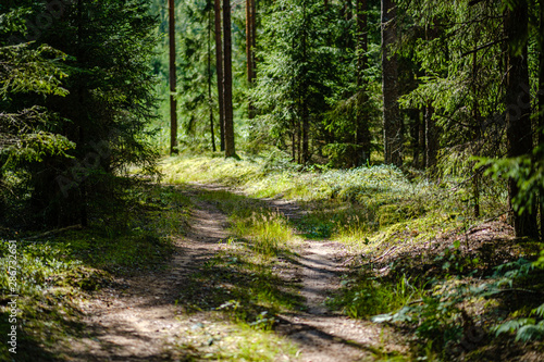 wavy gravel road in green summer forest