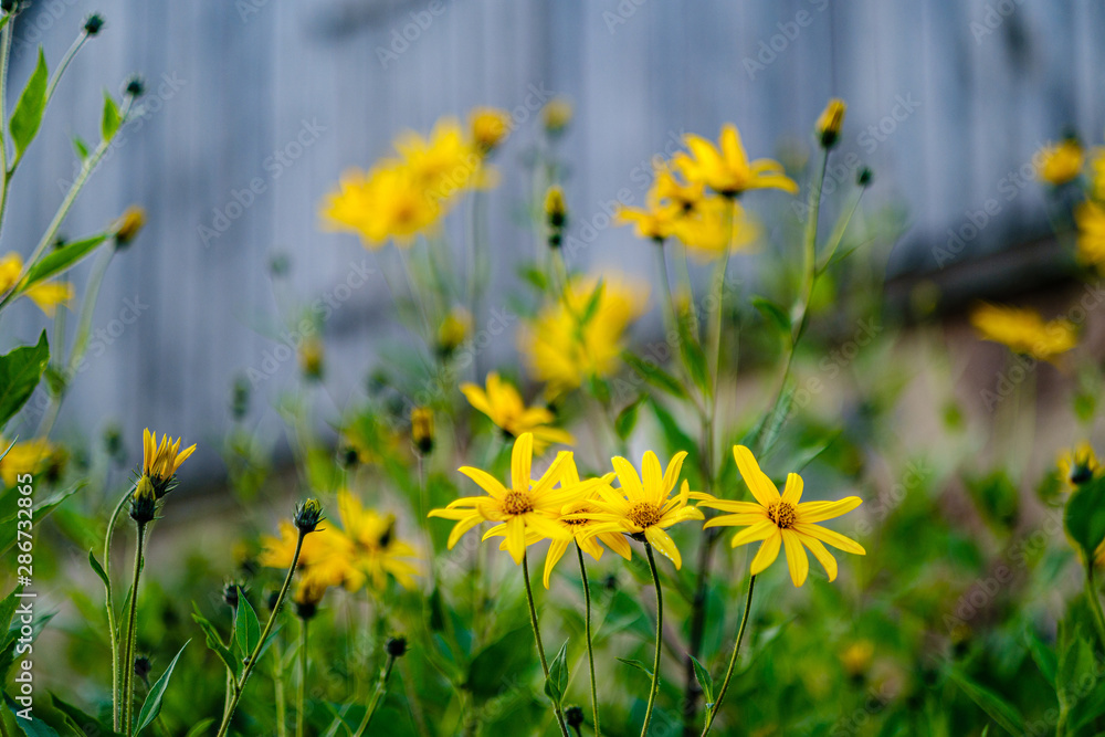Fototapeta premium yellow summer flowers on blur background