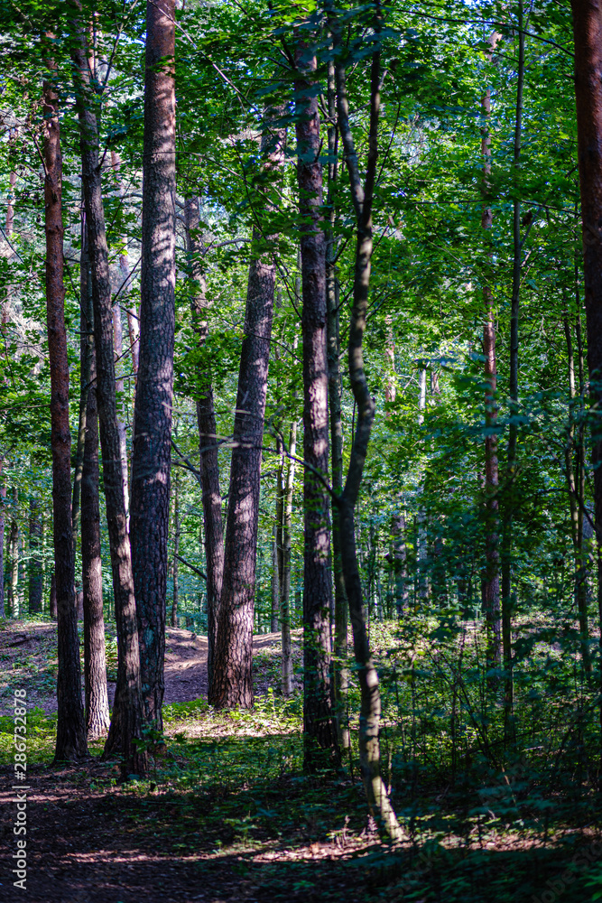 Fototapeta premium green fresh foliage. tree leaf in summer day in sunlight. abstract pattern