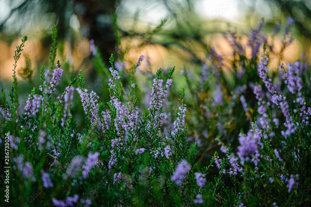 Obraz premium blooming heather in the summer forest on green blur background