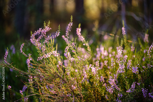 blooming heather in the summer forest on green blur background