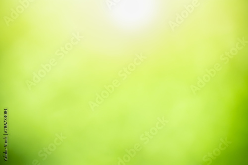 Blurred out focus of green nature leaf under sunlight. Use for wallaper or background.