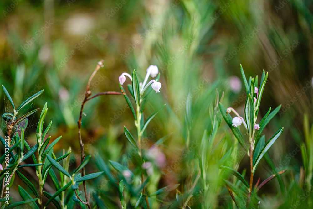 blooming flowers in the summer forest on green blur background blooming flowers in the summer forest on green blur background