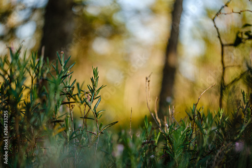 blooming flowers in the summer forest on green blur background