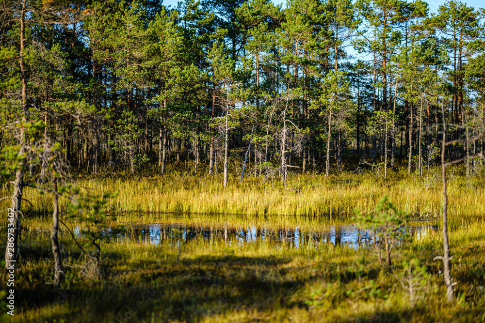 Obraz premium forest lake with blue water in summer day and reflections of old dry trees