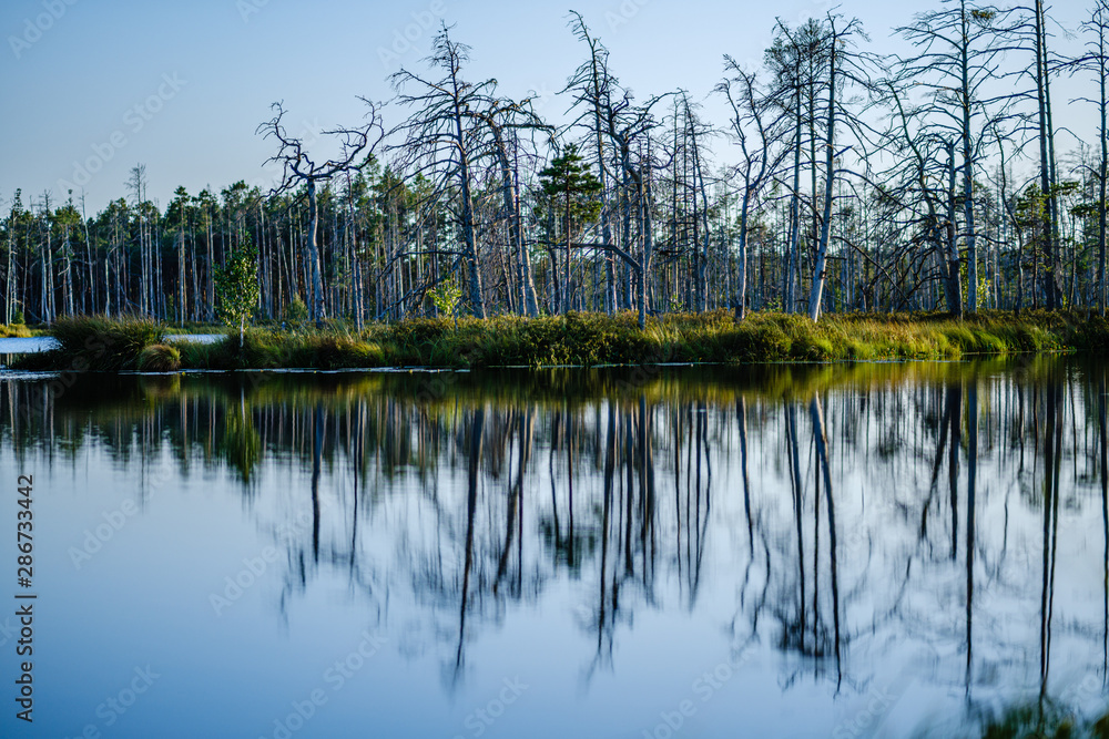 forest lake with blue water in summer day and reflections of old dry trees