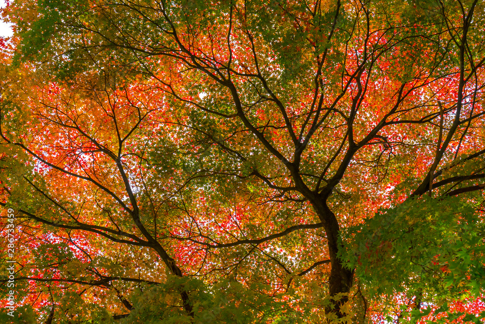 Red maple tree and Mountain Fuji at kawaguchiko lake in autumn season, japan Red maple tree and Mountain Fuji at kawaguchiko lake in autumn season, japan
