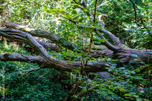 old dry broken tree trunks and stomps in forest