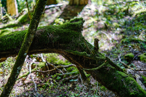 old dry broken tree trunks and stomps in forest