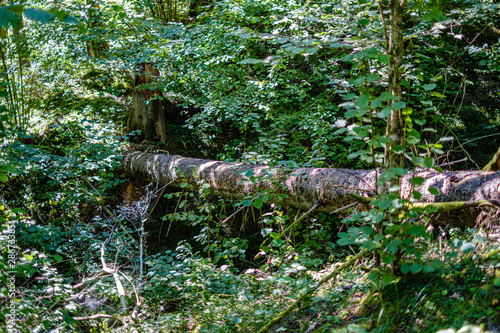 old dry broken tree trunks and stomps in forest