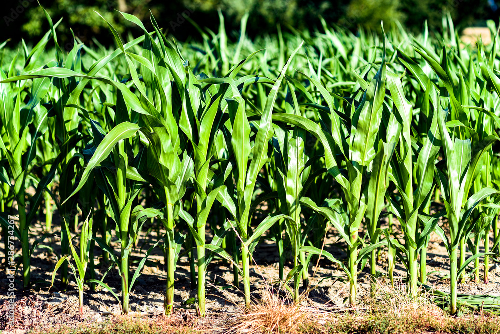 Green blooming corn field in summer. Green blooming corn field in summer.