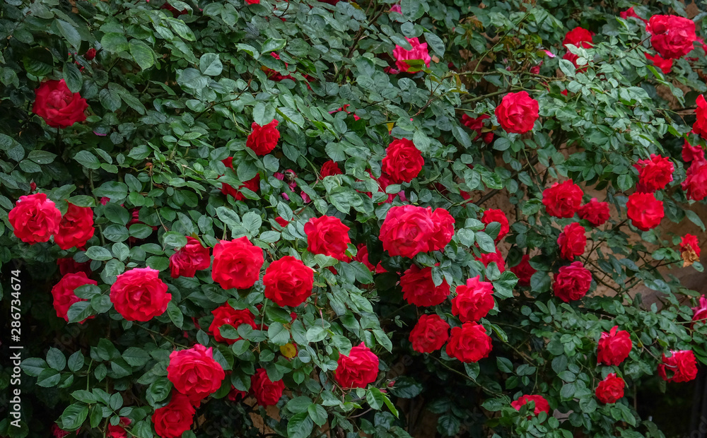 eautiful red roses in the garden