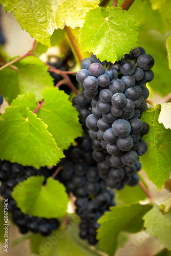 Wallpaper Mural red wine grapes on the vine Torontodigital.ca