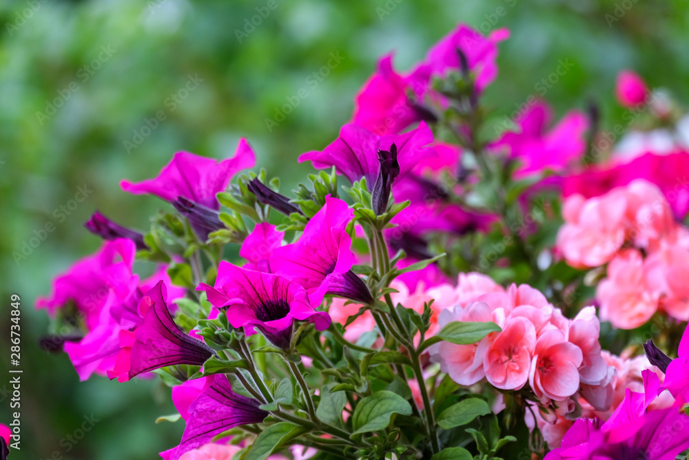 pink flowers in garden