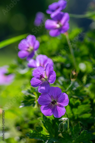 Cranesbills Geranium Rozanne group wild blue violet flowering plant of flowers, beautiful park flowers in bloom