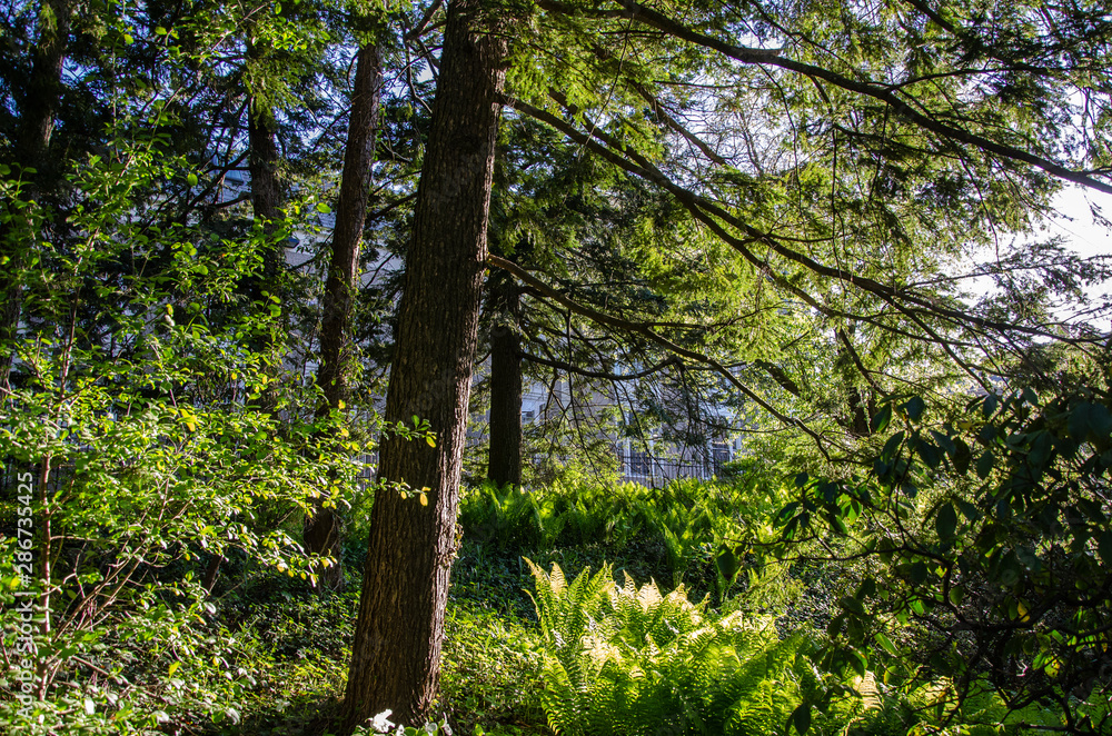 Obraz premium trees in the forest