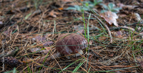 mushrooms in forest