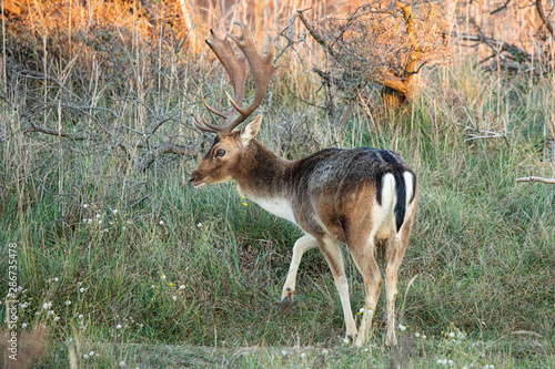 Fototapeta Naklejka Na Ścianę i Meble -  Damhirsch (Dama dama)