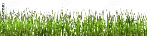 Seamlessly loopable pattern of grass field isolated on white