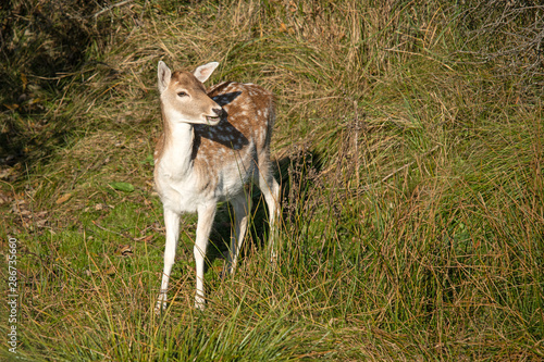 Fototapeta Naklejka Na Ścianę i Meble -  Damhirsch (Dama dama)